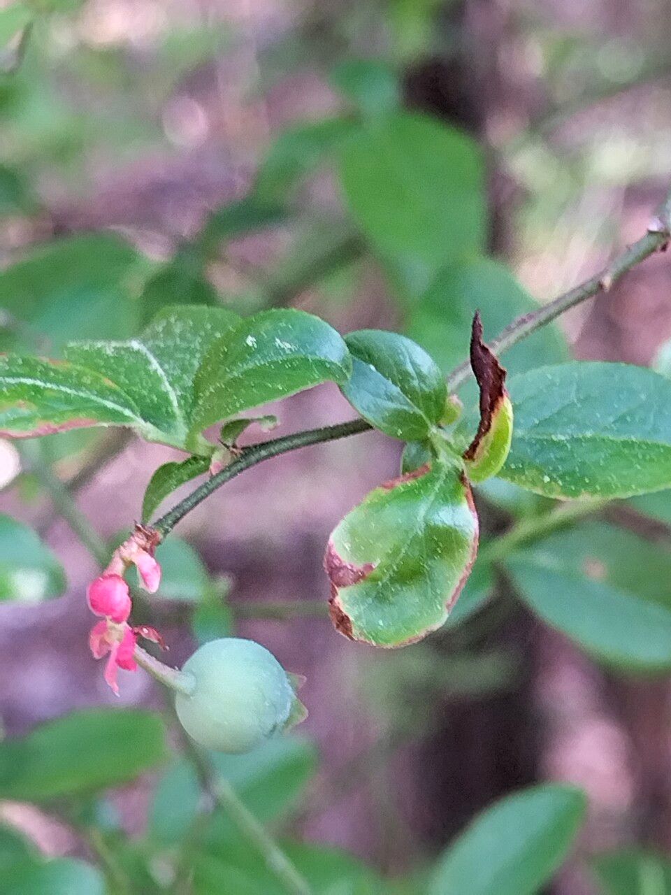 Vaccinium fuscatum fruit