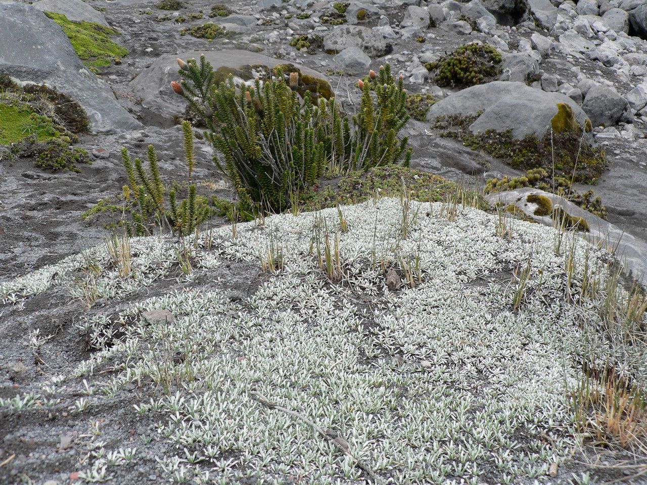 Belloa kunthiana habit