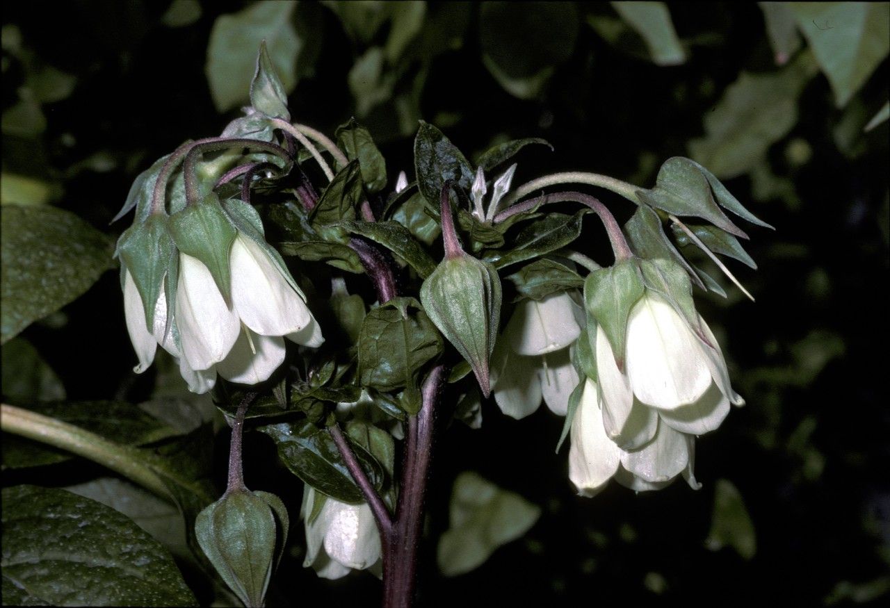 Trichodesma scottii — houseplant care guide