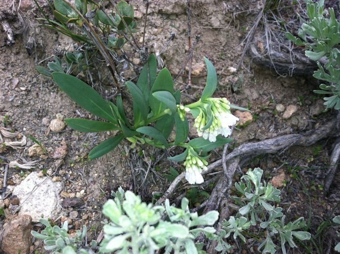 Mertensia oblongifolia habit