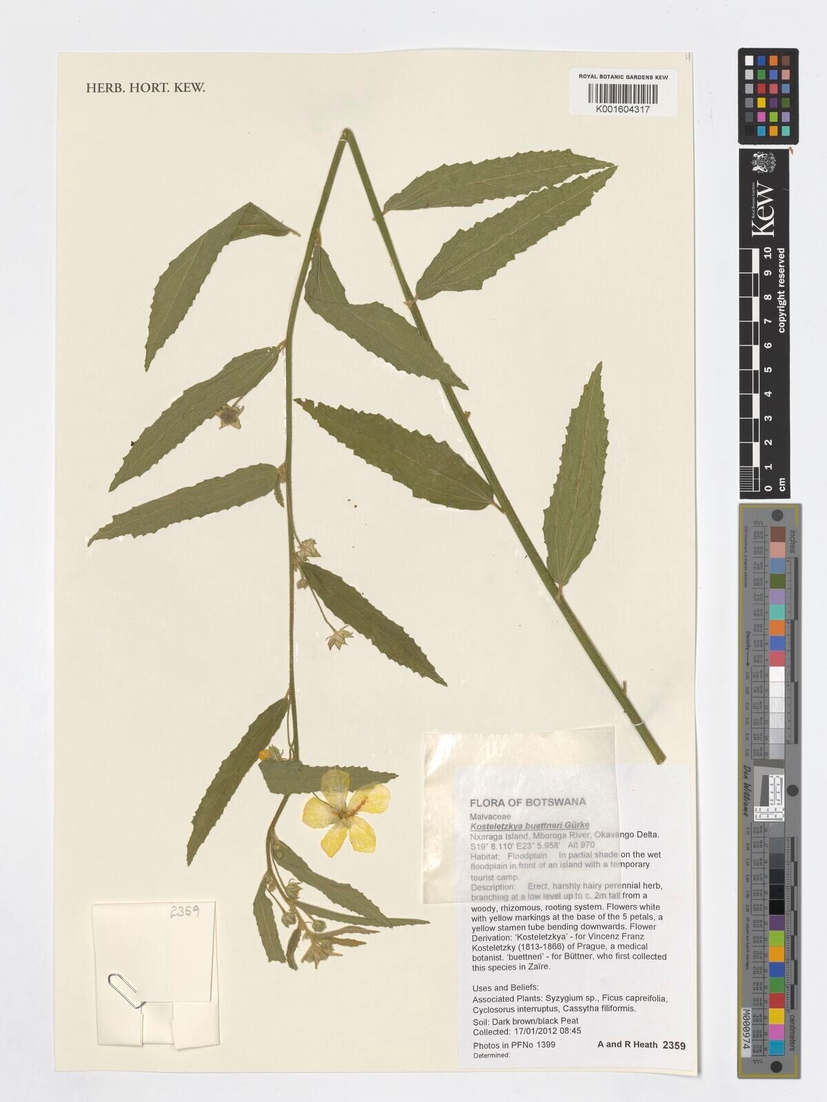 Kosteletzkya buettneri — related species from the same genus