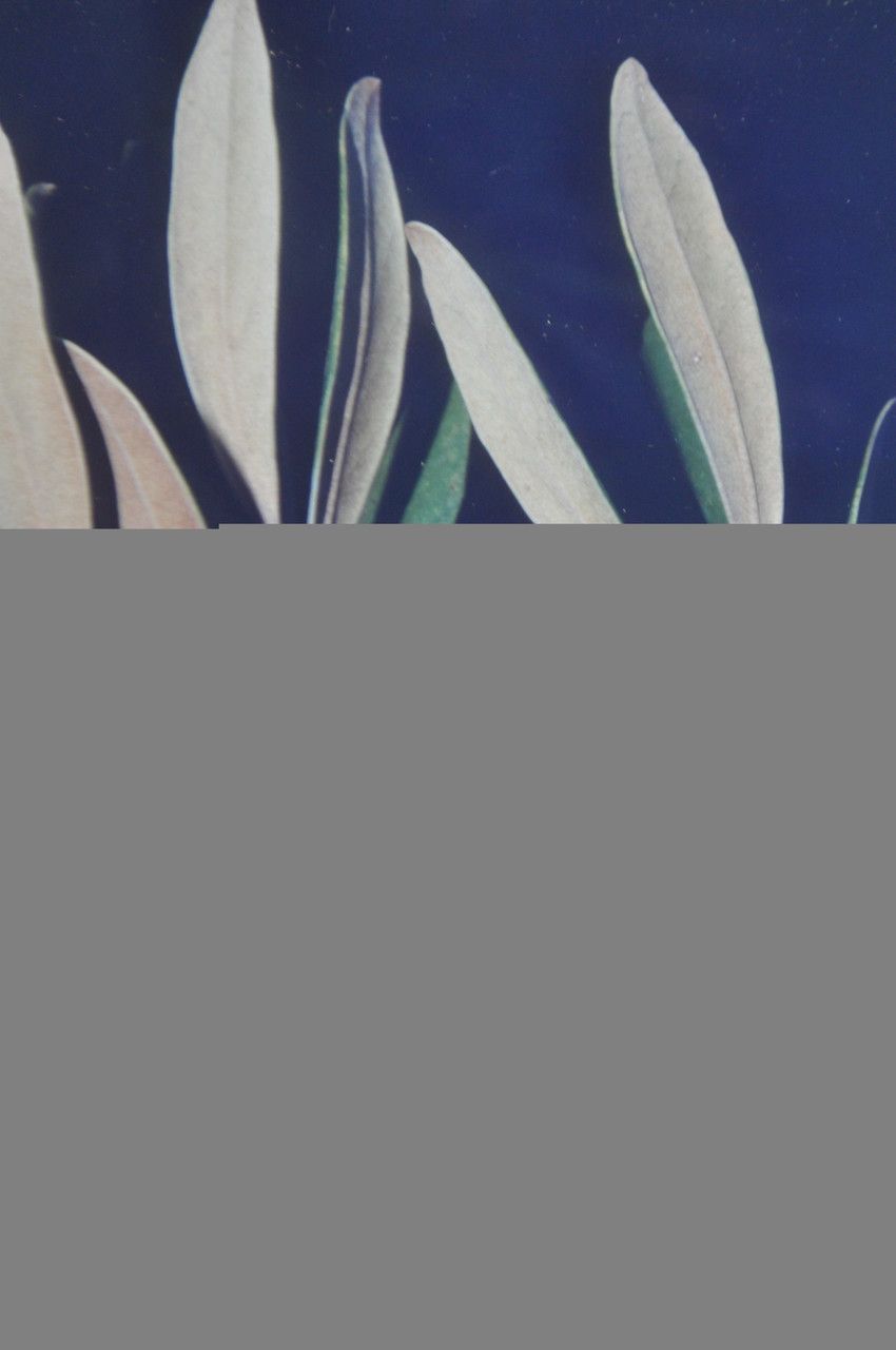 Planchonella contermina other