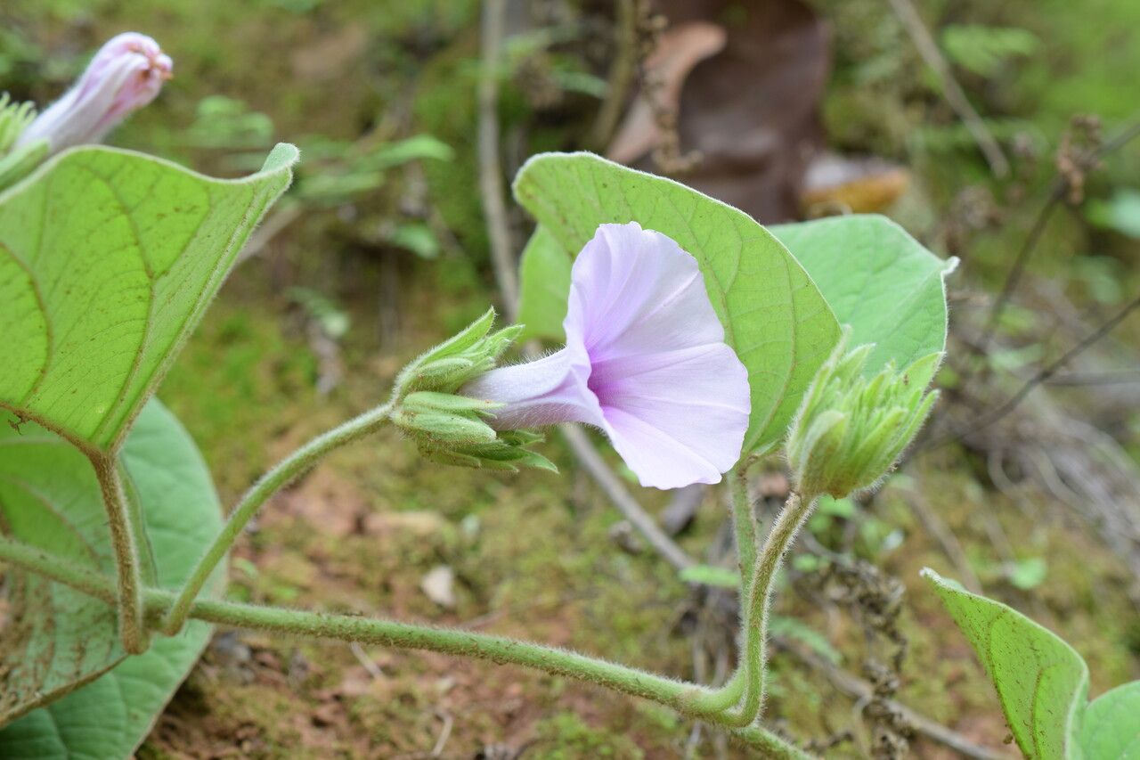 Argyreia argentea — related species from the same genus