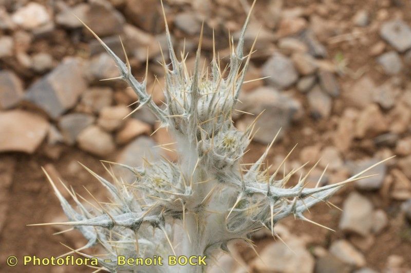 Cirsium dyris fruit