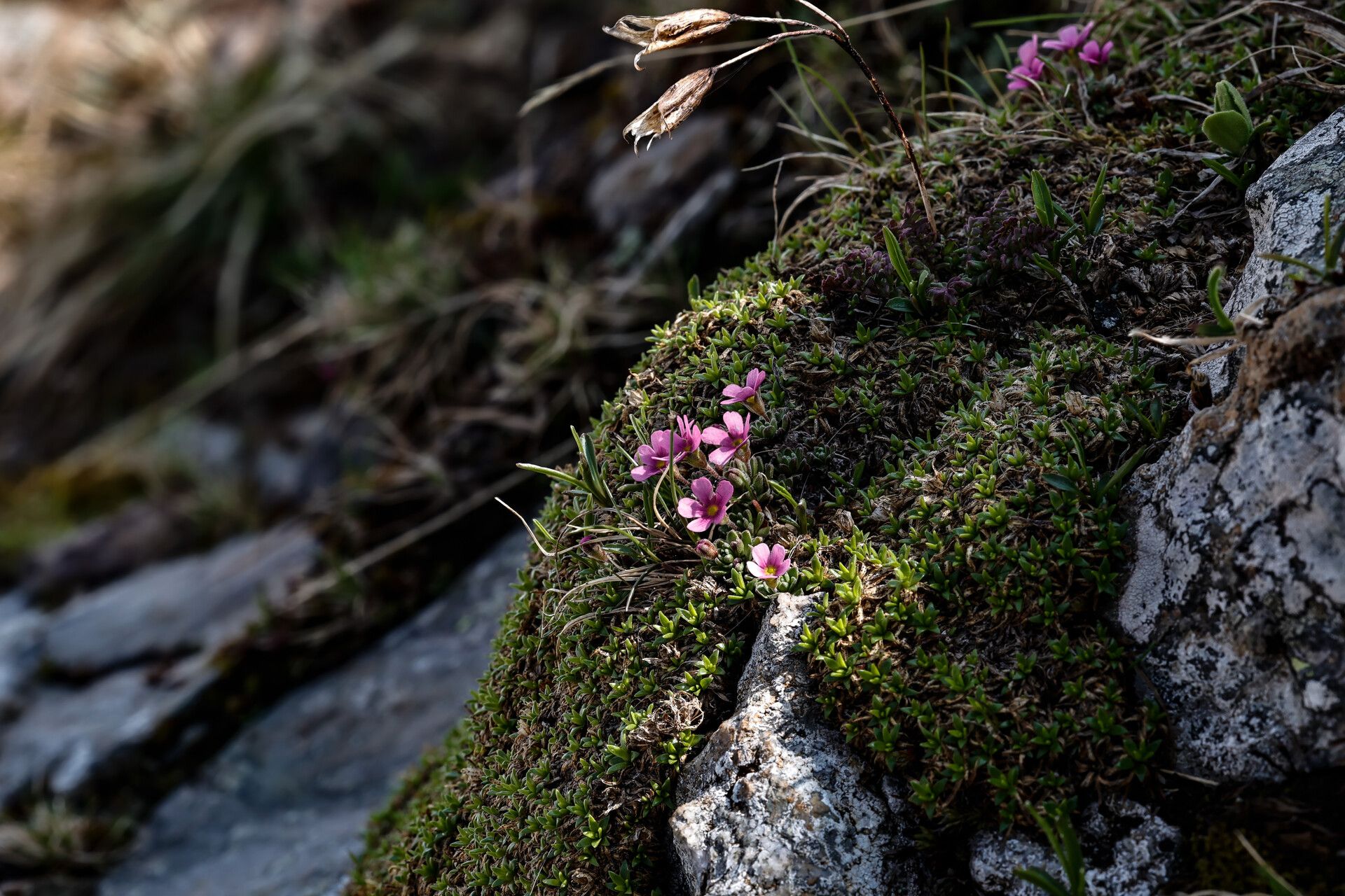 Androsace brevis — related species from the same genus
