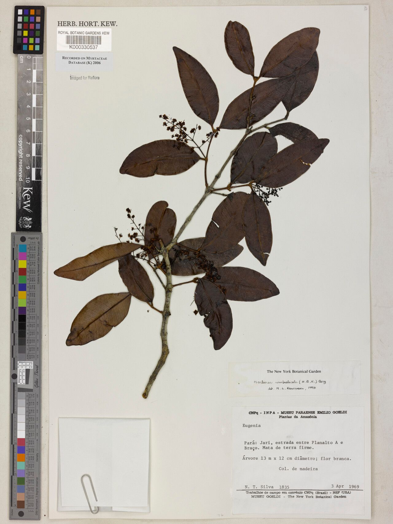 Myrcia umbraticola leaf