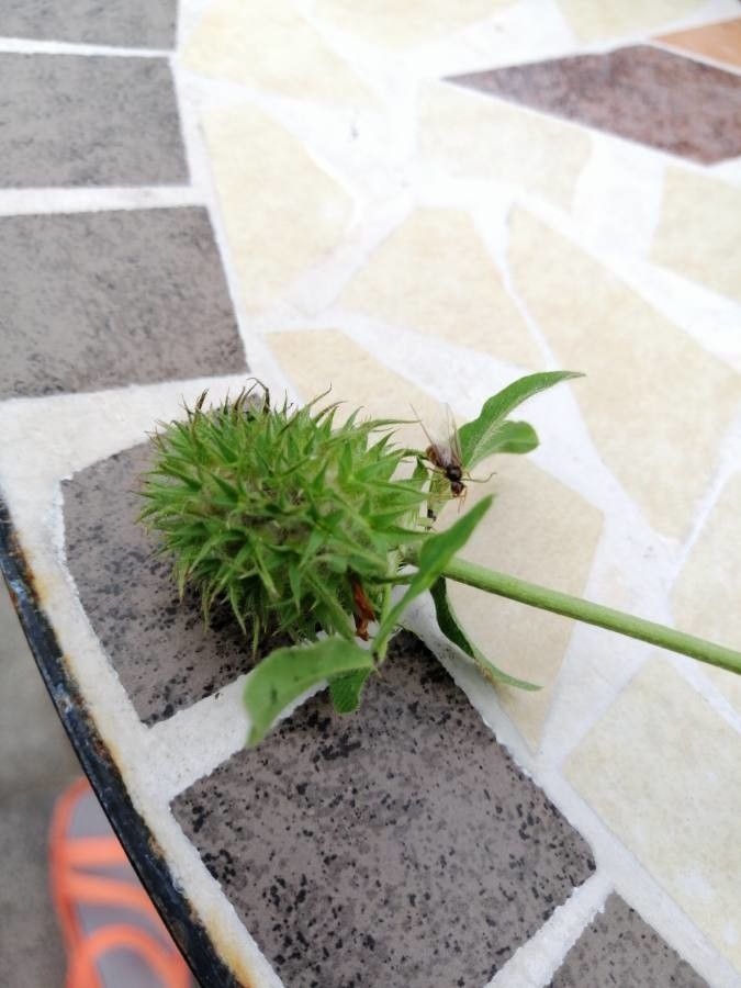 Trifolium retusum flower