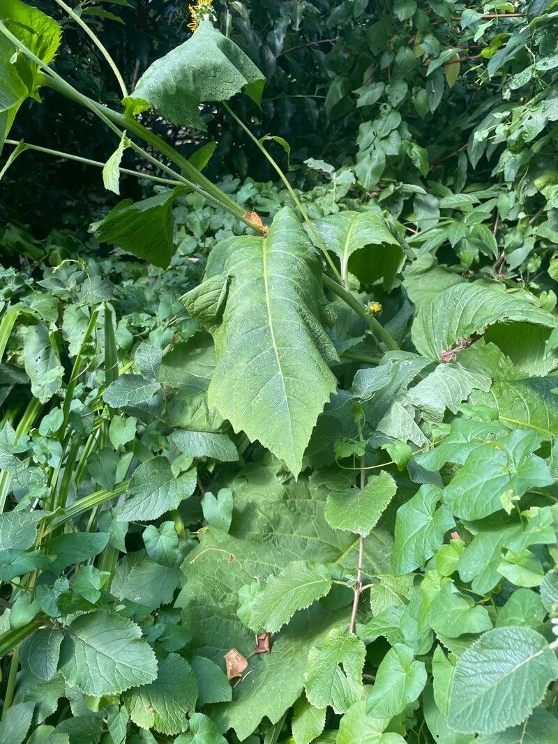 Telekia speciosa — houseplant care guide