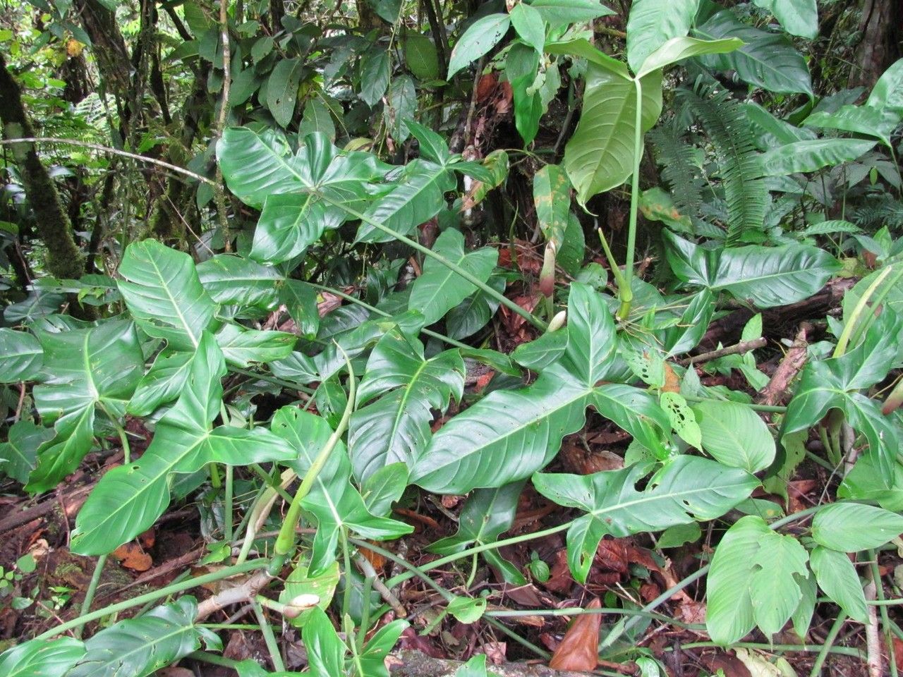Philodendron angustilobum