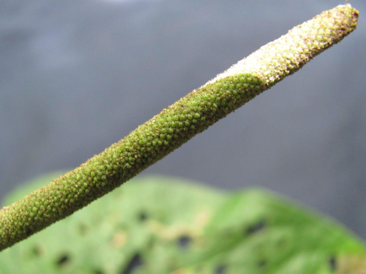 Piper vallicola bark
