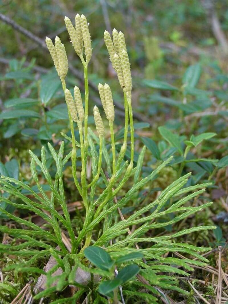Diphasiastrum complanatum flower