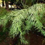 Chamaecyparis lawsoniana