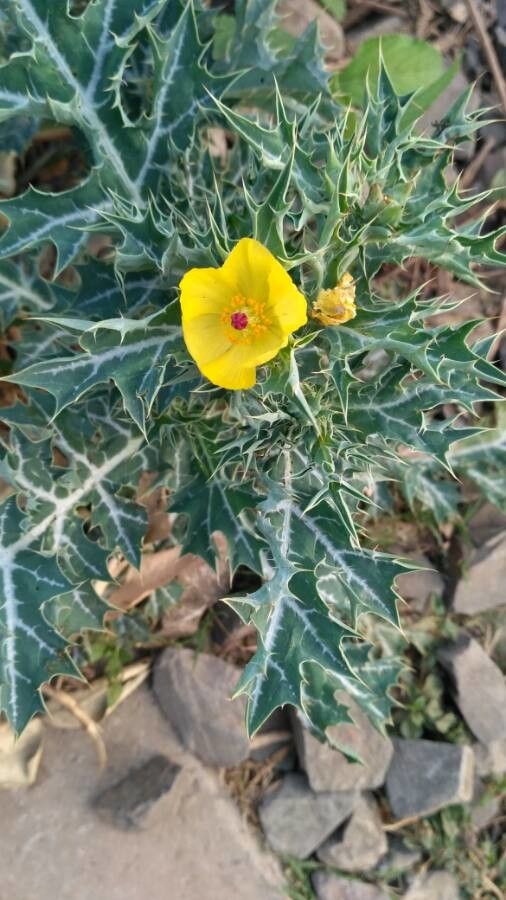Argemone mexicana flower