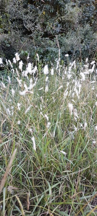 Bothriochloa laguroides habit