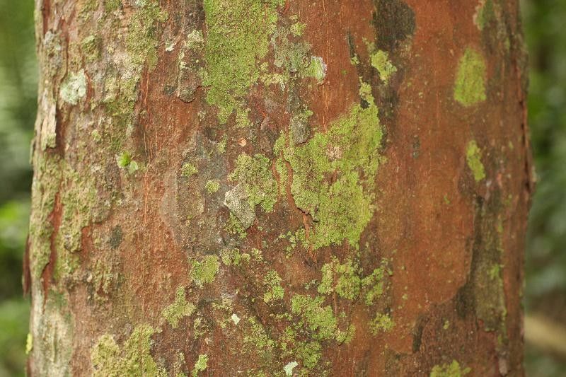 Chrysophyllum pomiferum bark