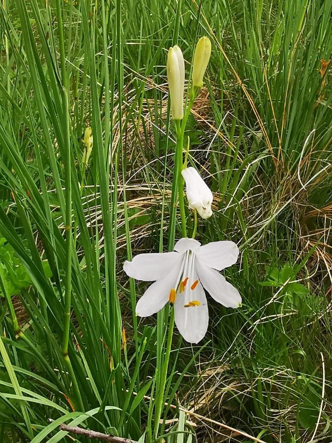 Paradisea liliastrum leaf