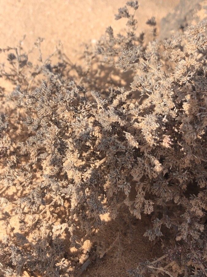 Frankenia pulverulenta