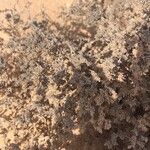 Frankenia pulverulenta