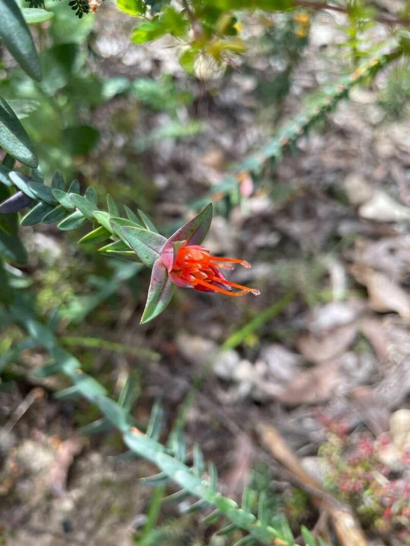 Darwinia citriodora — houseplant care guide