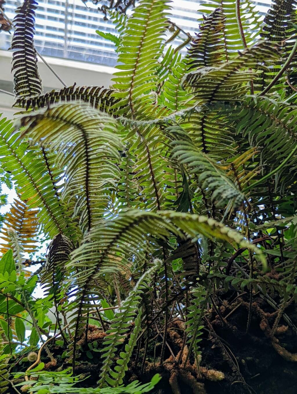 Pleopeltis hirsutissima leaf