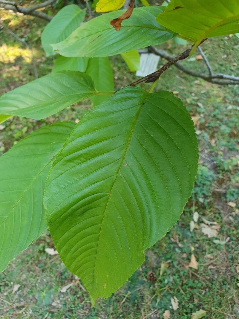 Rhamnus imeretina — search result for 'Rhamnus'