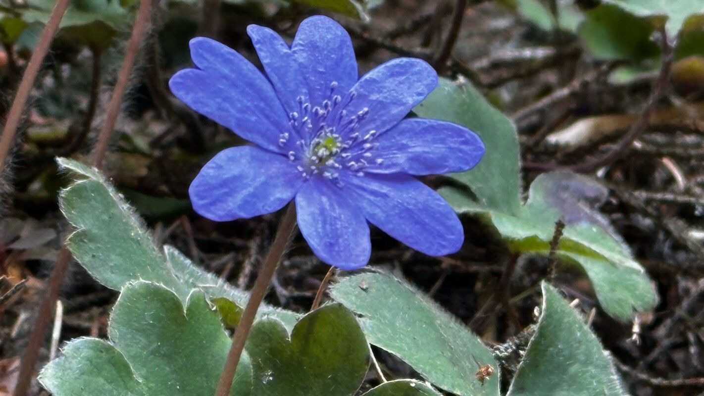 Hepatica transsilvanica flower