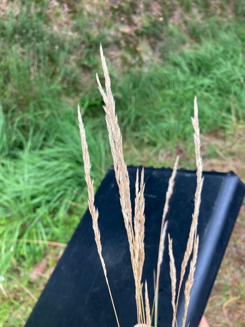 Agrostis curtisii flower