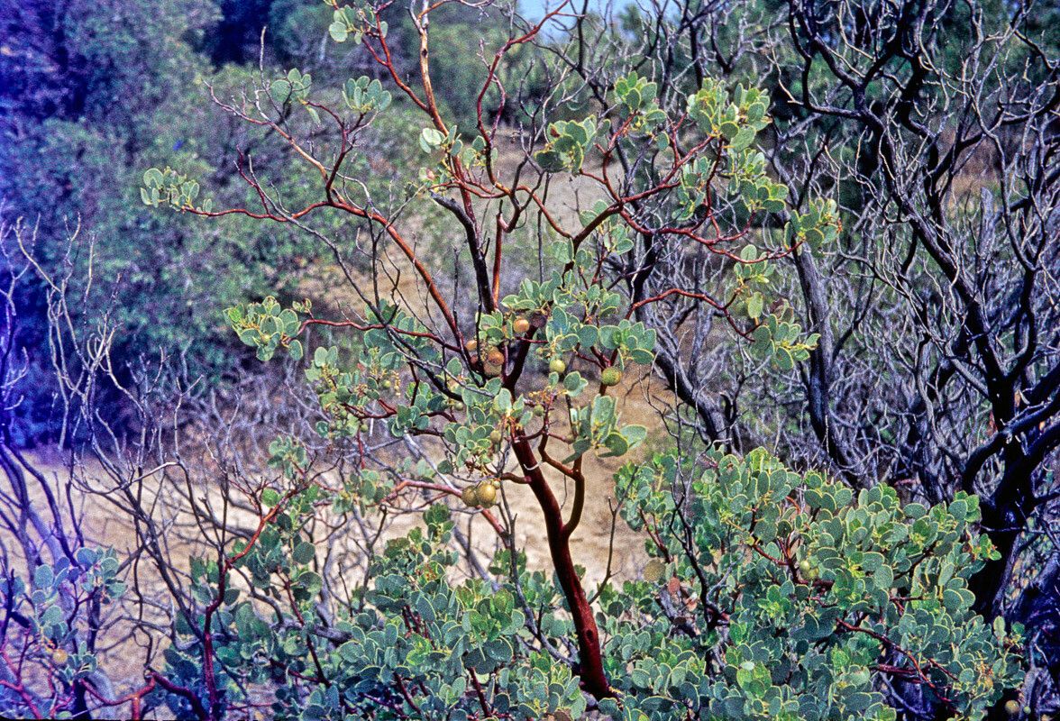 Arctostaphylos glauca fruit