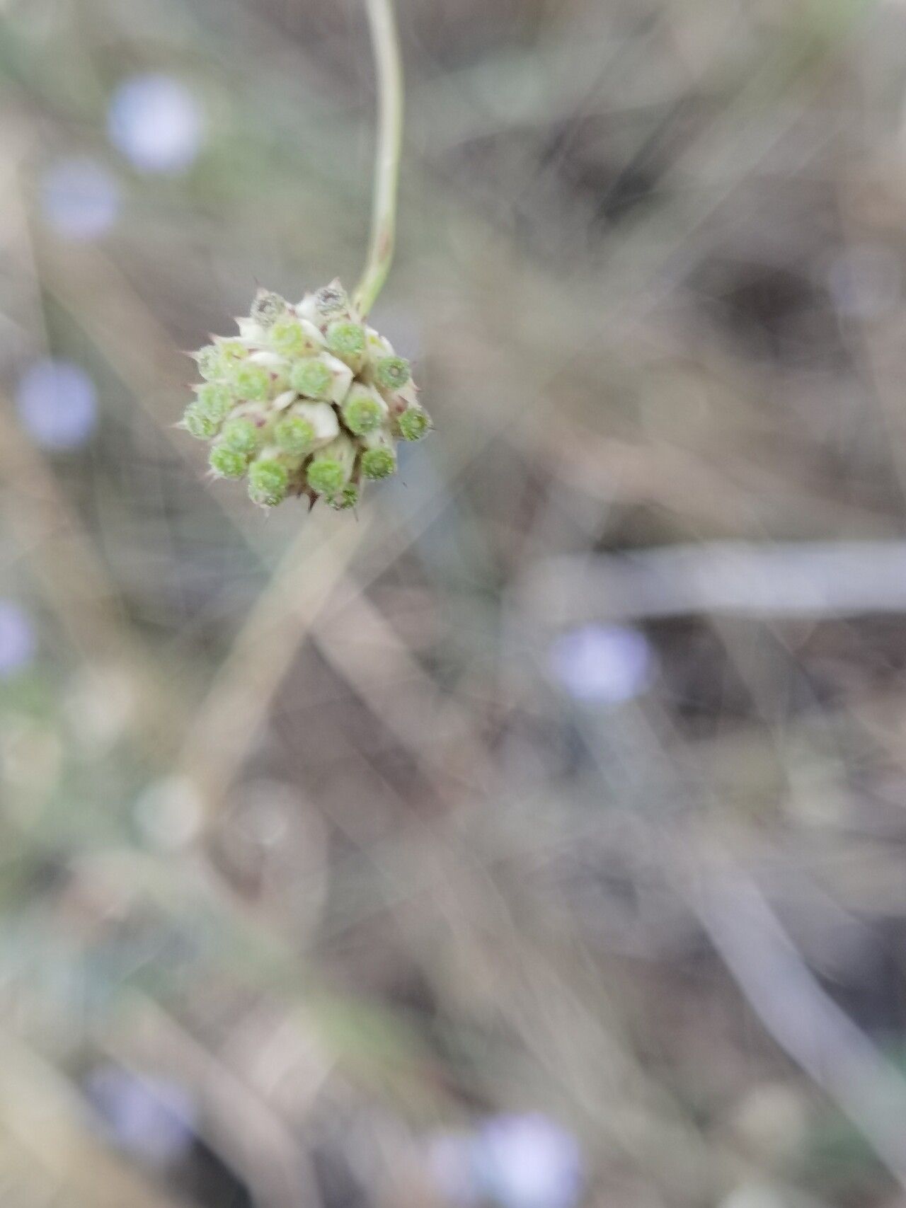 Cephalaria transsylvanica fruit