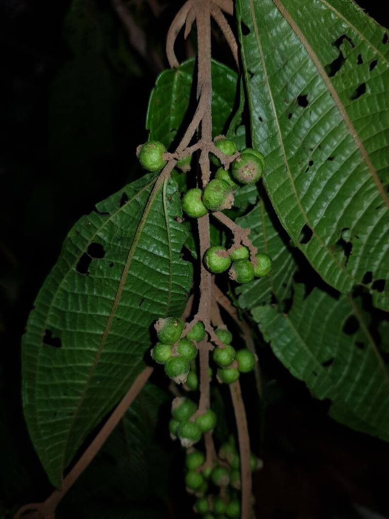Miconia multispicata fruit