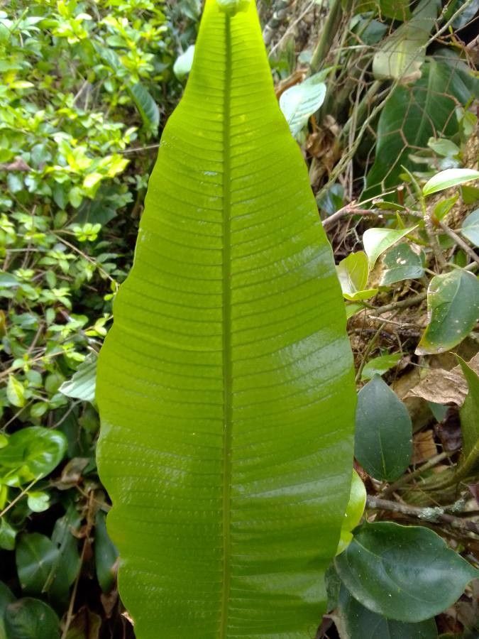 Thelypteris gigantea leaf