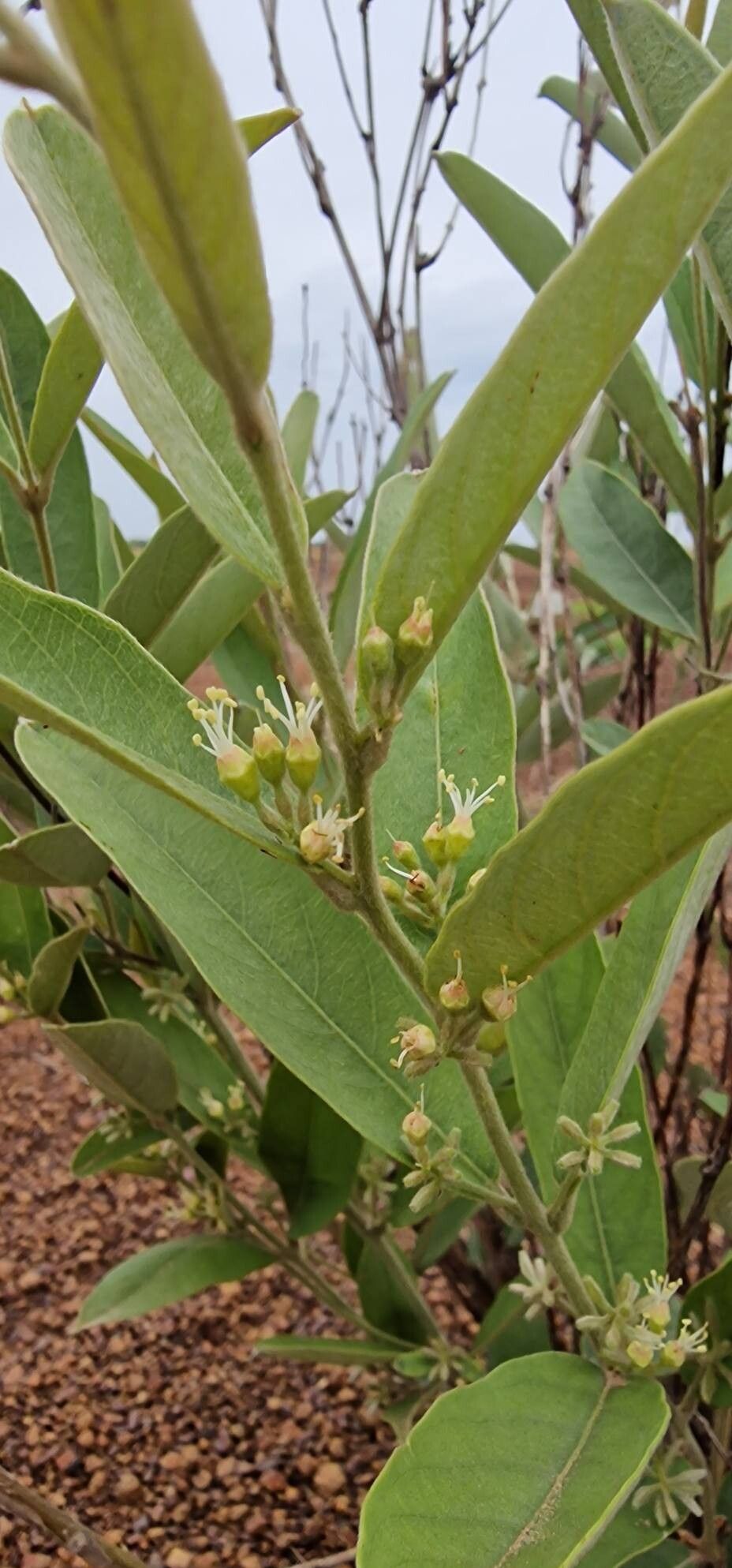 Combretum sericeum flower