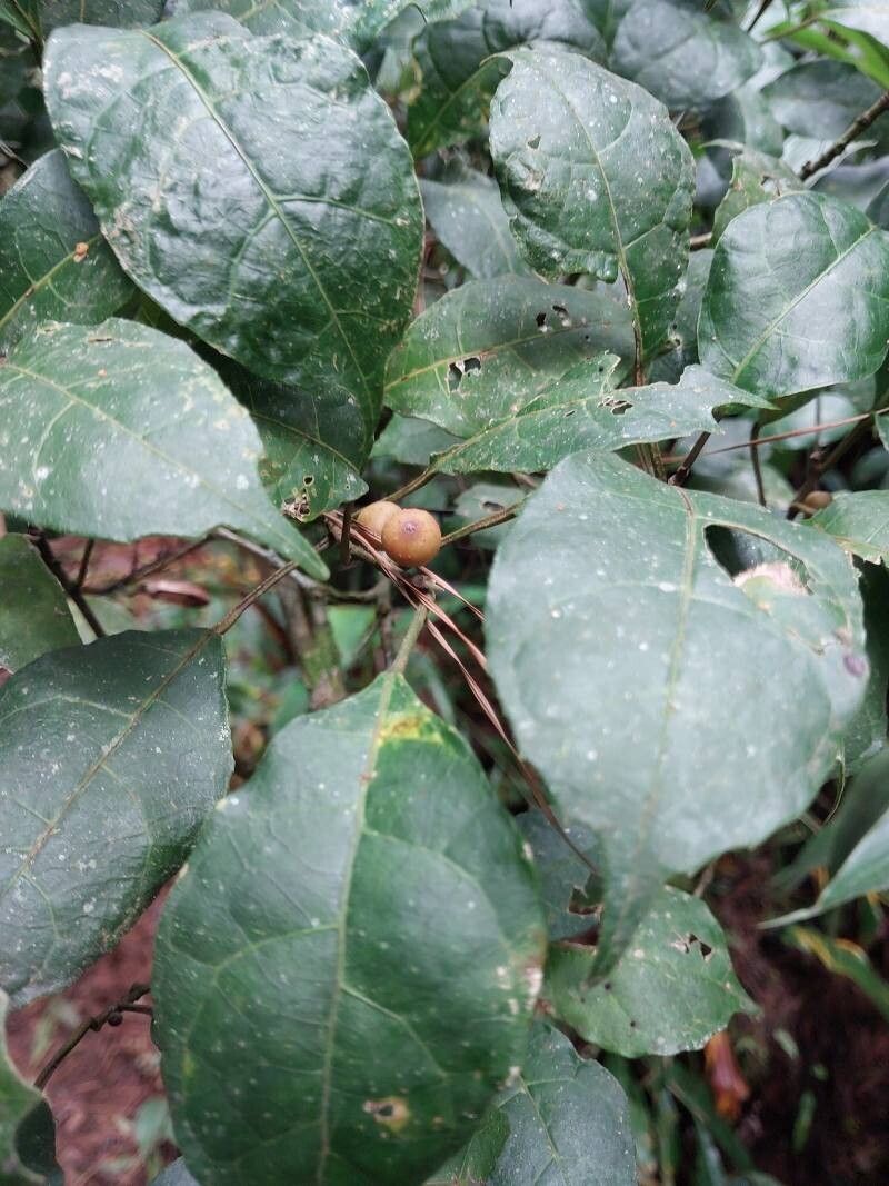 Ficus politoria other