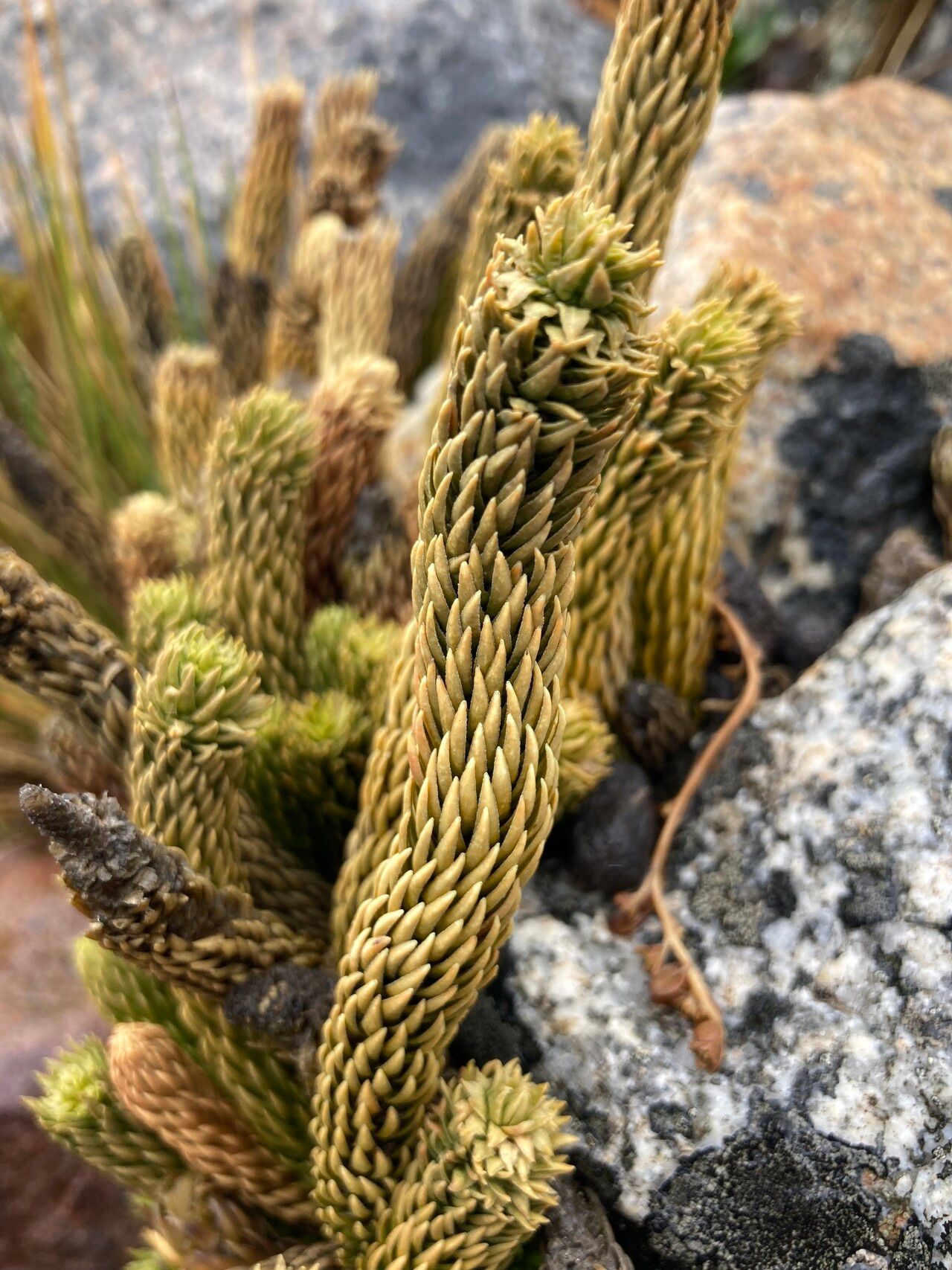 Huperzia saururus — search result for 'Huperzia'