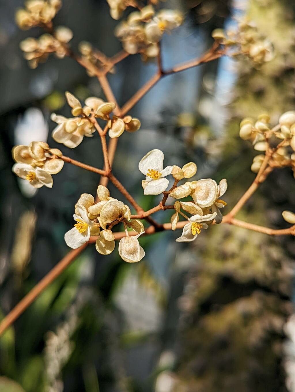 Begonia kuhlmannii flower
