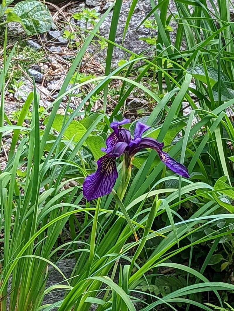 Iris chrysographes flower
