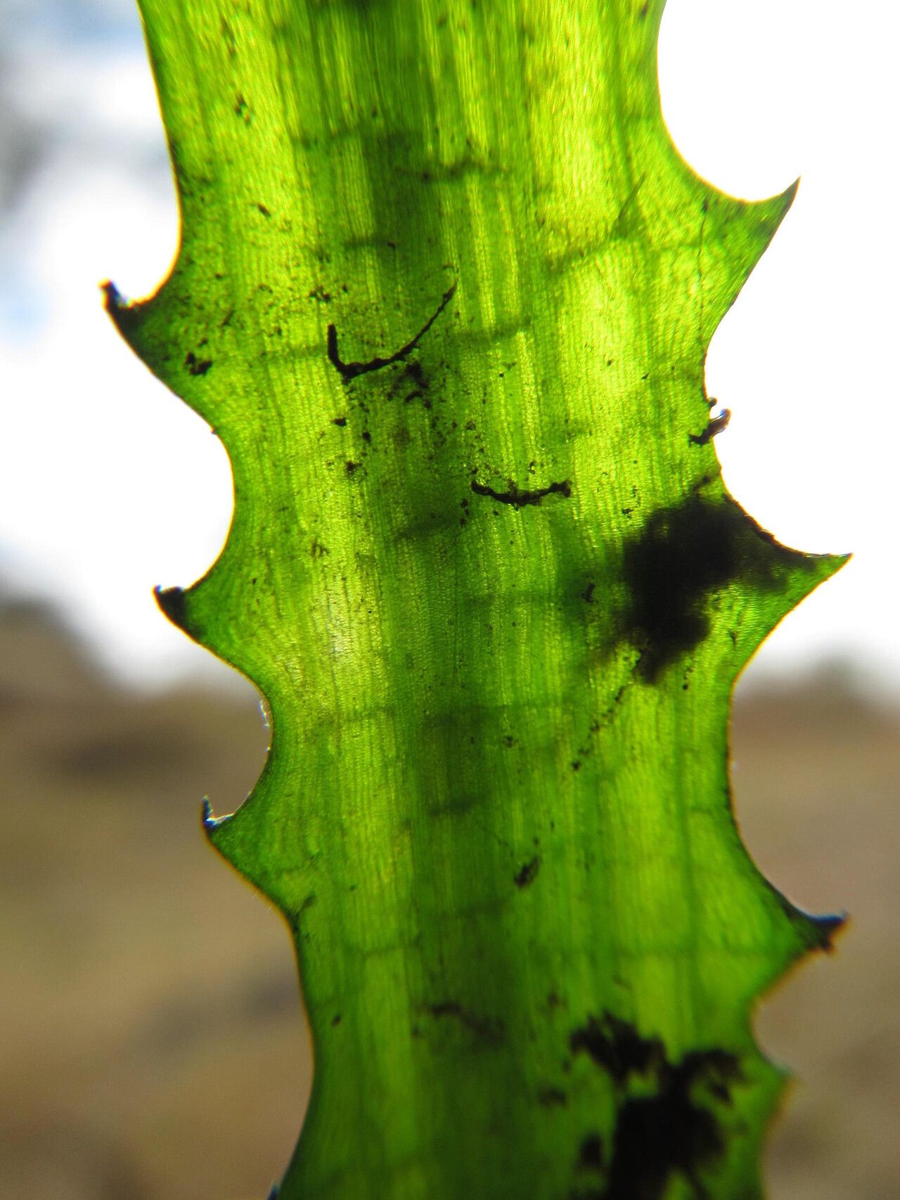 Ottelia muricata leaf