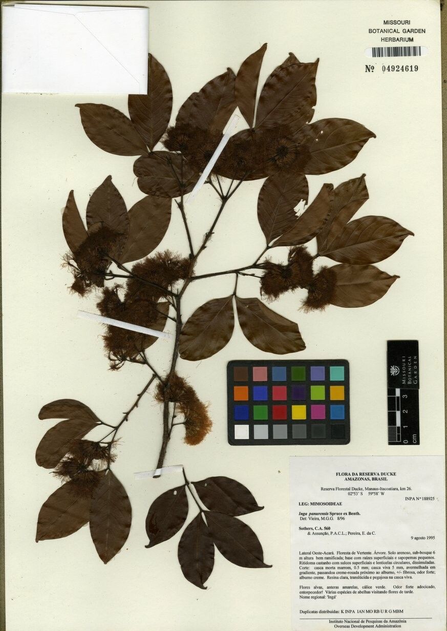 Inga panurensis — houseplant care guide