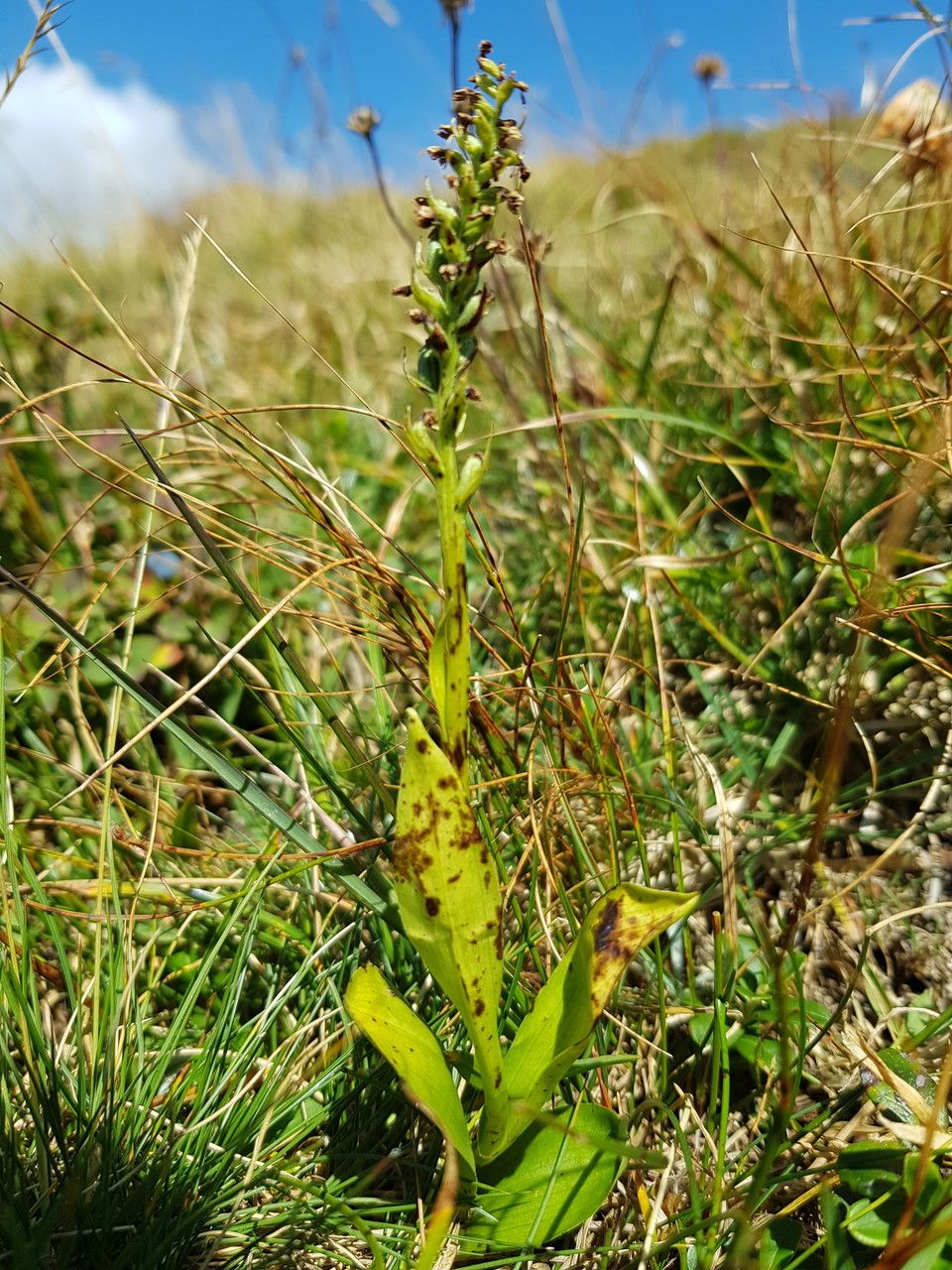 Dactylorhiza viridis fruit