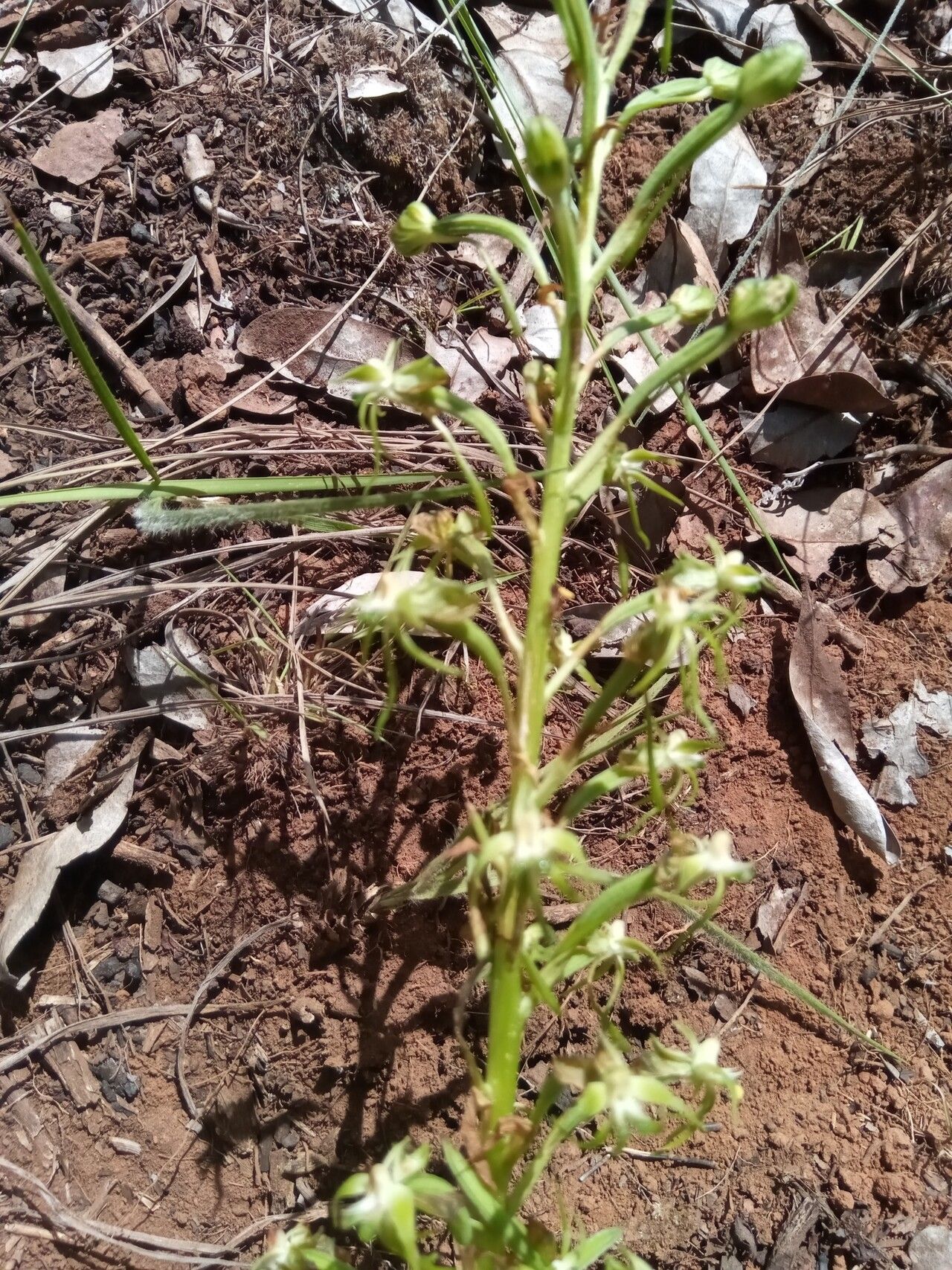 Habenaria incarnata flower