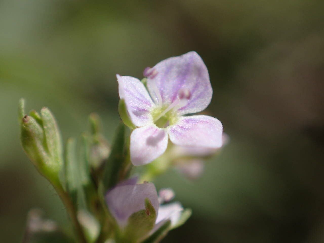 Veronica anagalloides flower