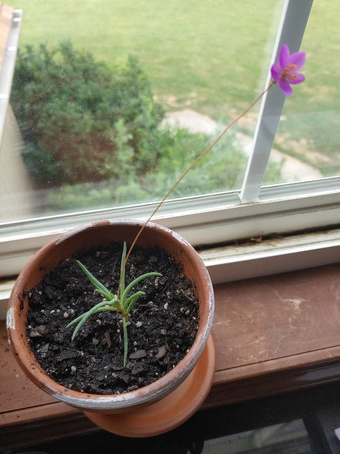 Phemeranthus calycinus habit