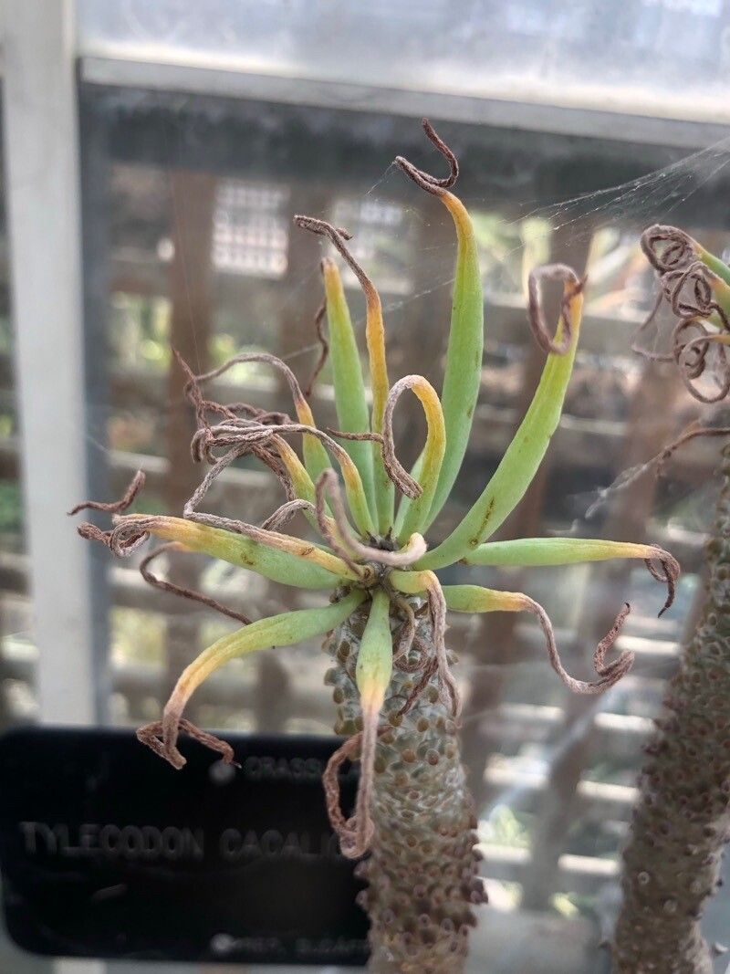 Tylecodon cacalioides — related species from the same genus