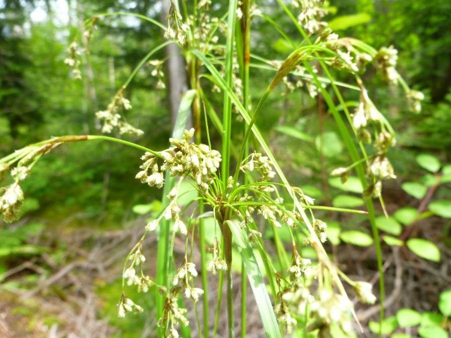Scirpus cyperinus flower