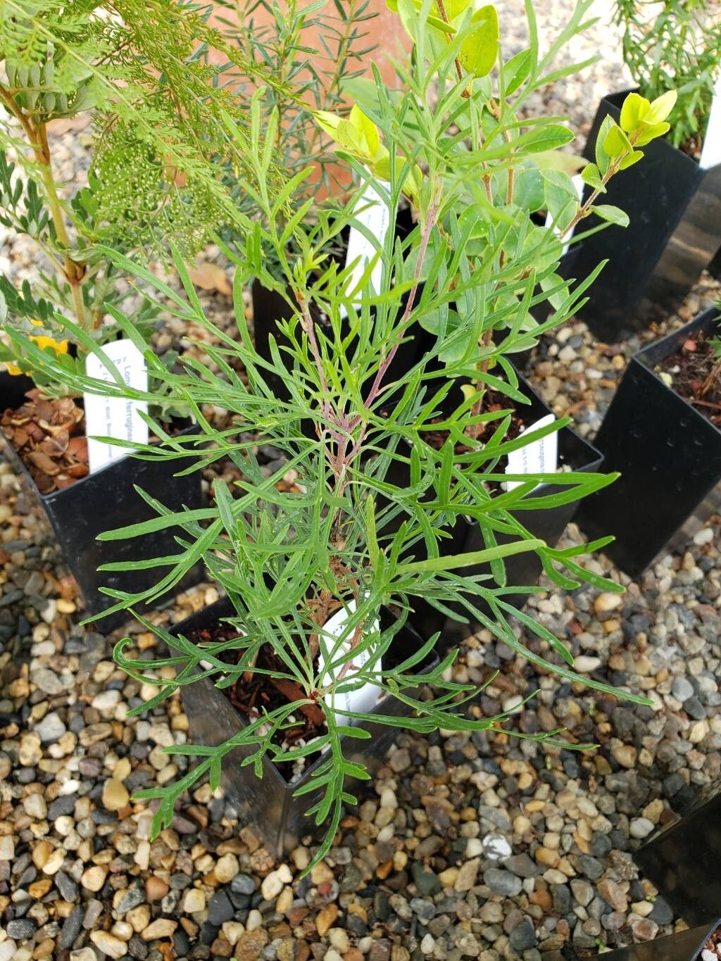 Lomatia tinctoria leaf