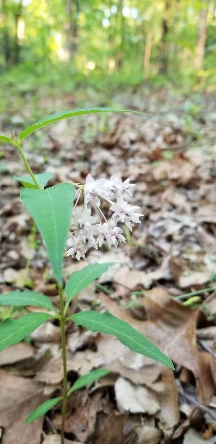 Asclepias quadrifolia leaf