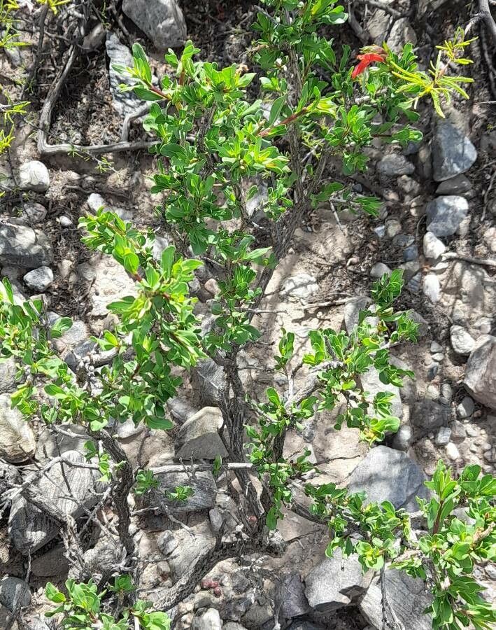 Justicia xylosteoides habit