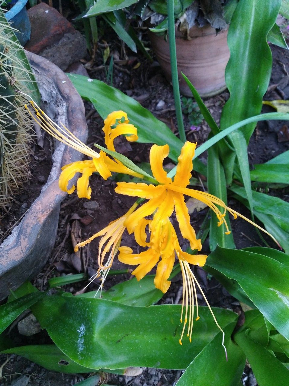 Lycoris aurea