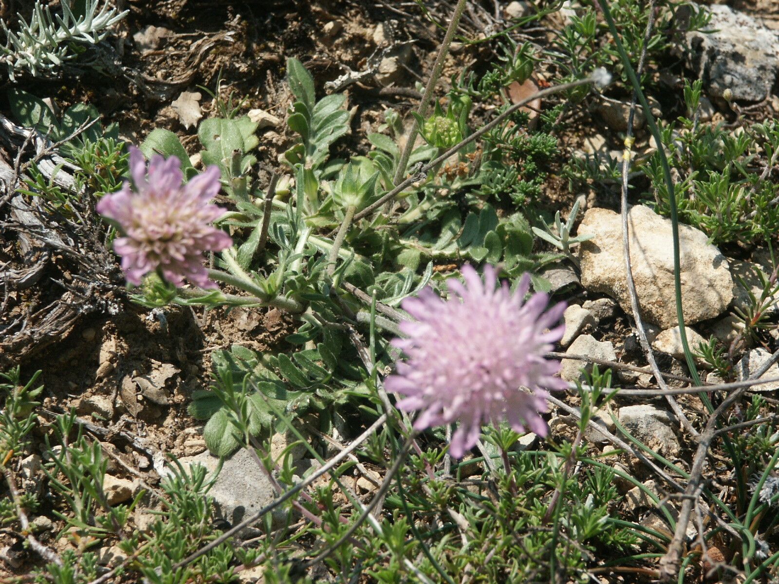 Knautia subscaposa flower
