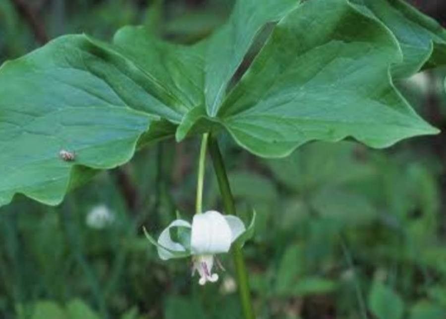Trillium cernuum flower